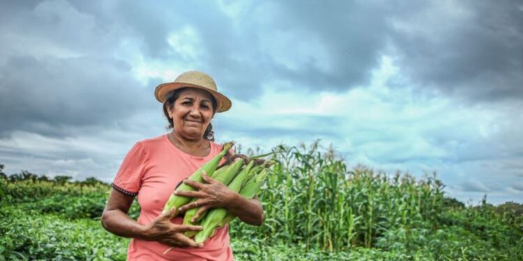 No Piauí, mais de 80% dos alimentos adquiridos pelo PAA são produzidos por produtoras rurais