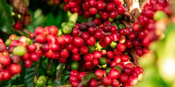 Preço do café robusta sobe 88% em 2024