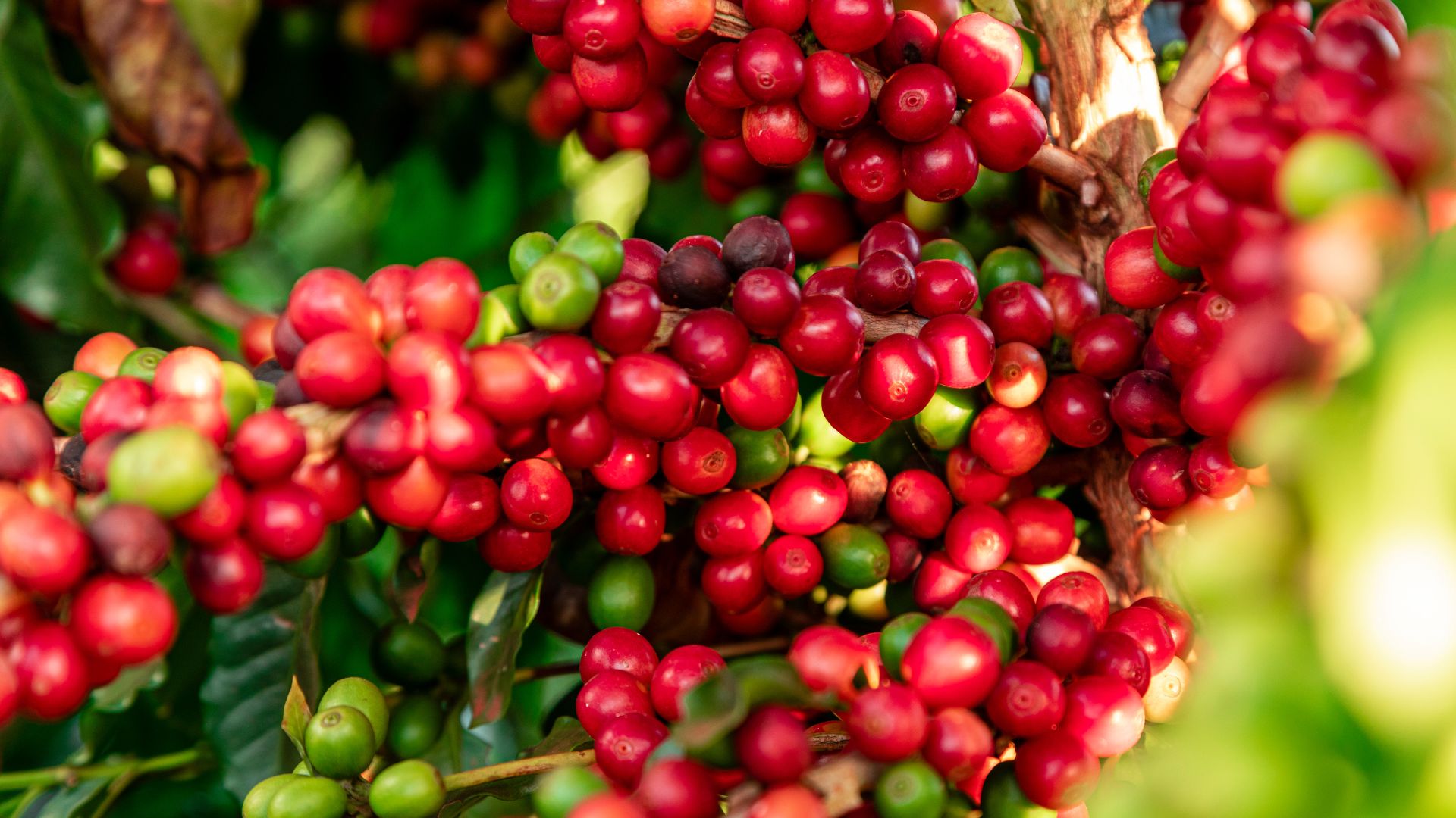 Preço do café robusta sobe 88% em 2024