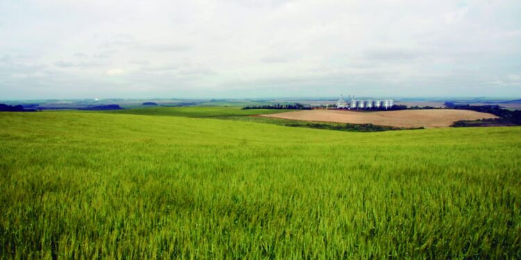 Nova maltaria redesenha produção de cevada no Paraná