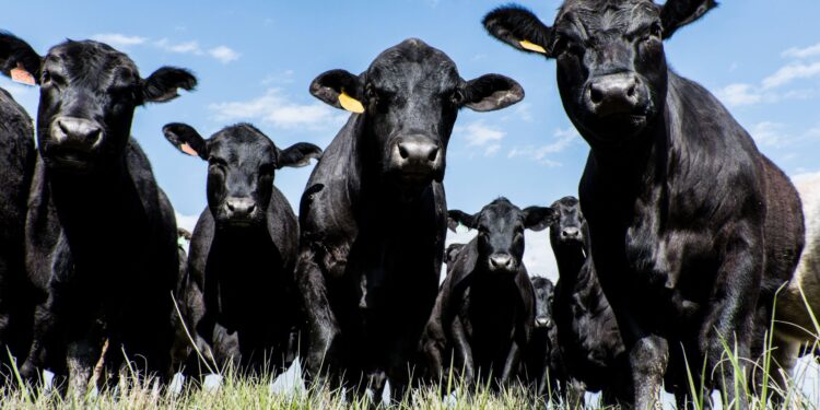 Pecuaristas familiares recebem material genético para melhoramento dos rebanhos