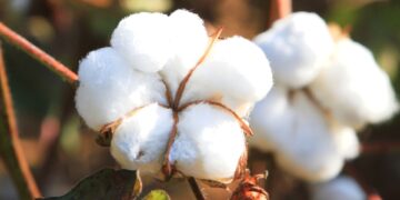 Arábia Saudita abre mercado para produtos de origem vegetal do Brasil