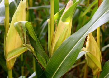 Presidente da Aprosoja MT alerta sobre os prejuízos na segunda safra de milho