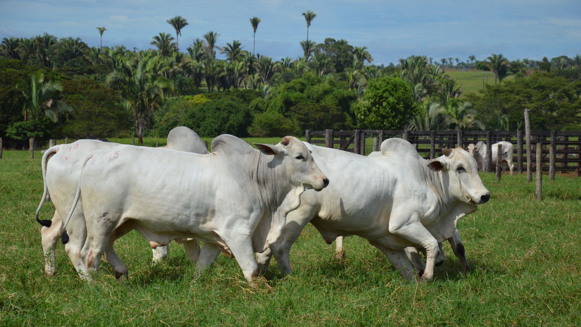 Preços do boi continuam em alta devido à menor oferta