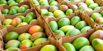 Valor das exportações de frutas brasileiras registra aumento de 8,5% em 2024