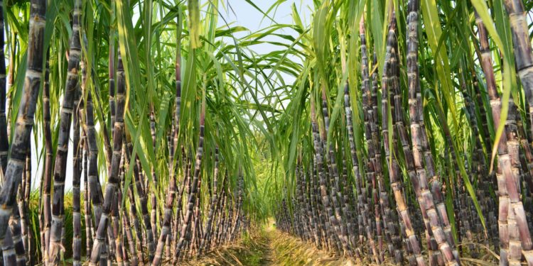 Faesp estima VPB paulista em R$ 154,8 bilhões em 2024