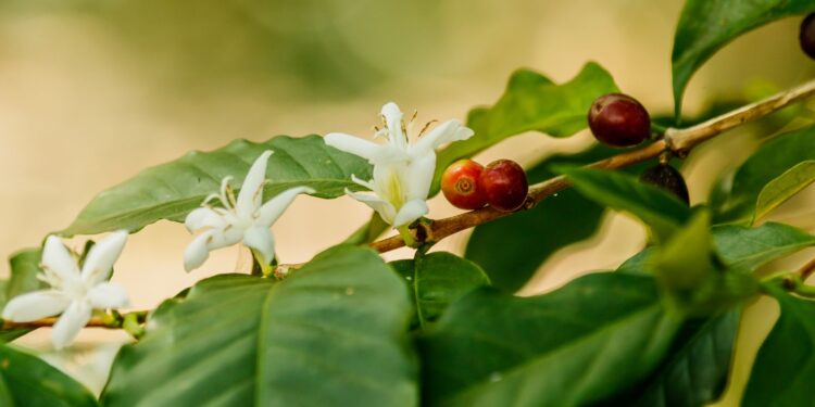 Chuvas em regiões produtoras de café garantem boa florada nas lavouras