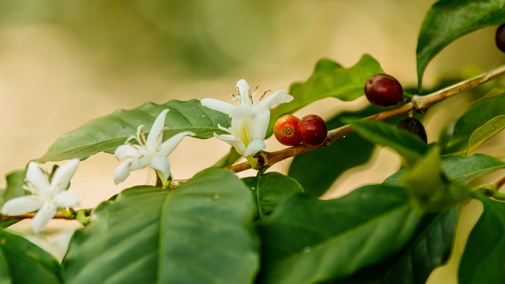 Chuvas em regiões produtoras de café garantem boa florada nas lavouras