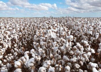 Aumenta diferença entre preços interno e externo do algodão