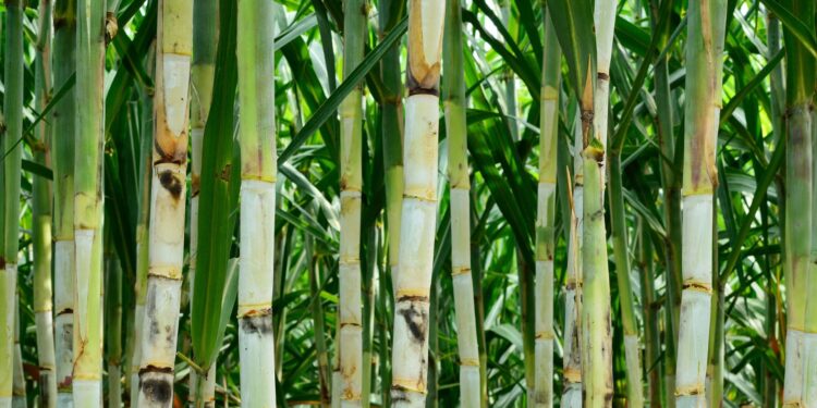 Câmara aprova divisão dos ganhos de créditos de carbono com produtores de cana-de-açúcar