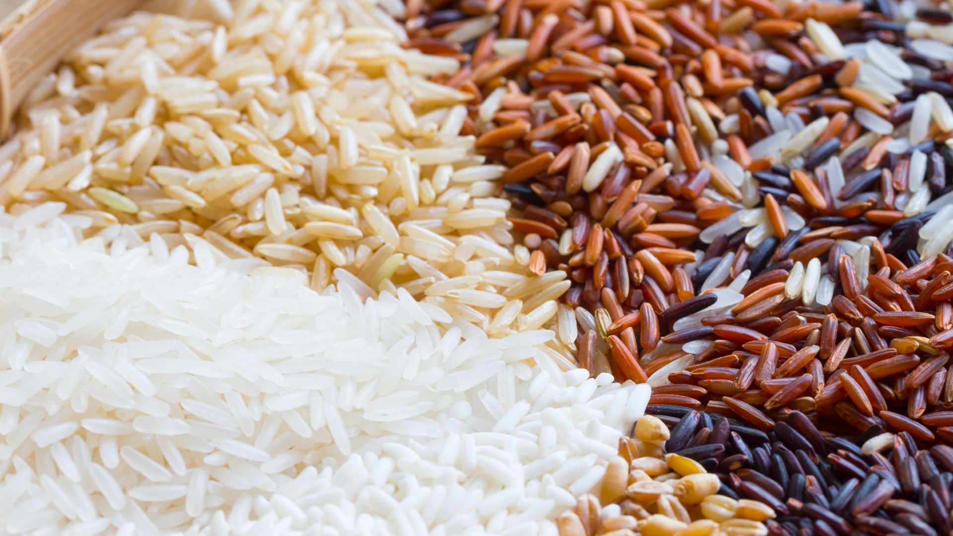 Dia Internacional do Arroz: o grão é alimento básico para mais da metade da população mundial