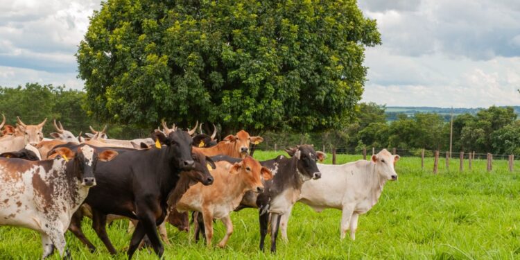 GO: prazo para efetuar a declaração de rebanho começa nesta sexta-feira