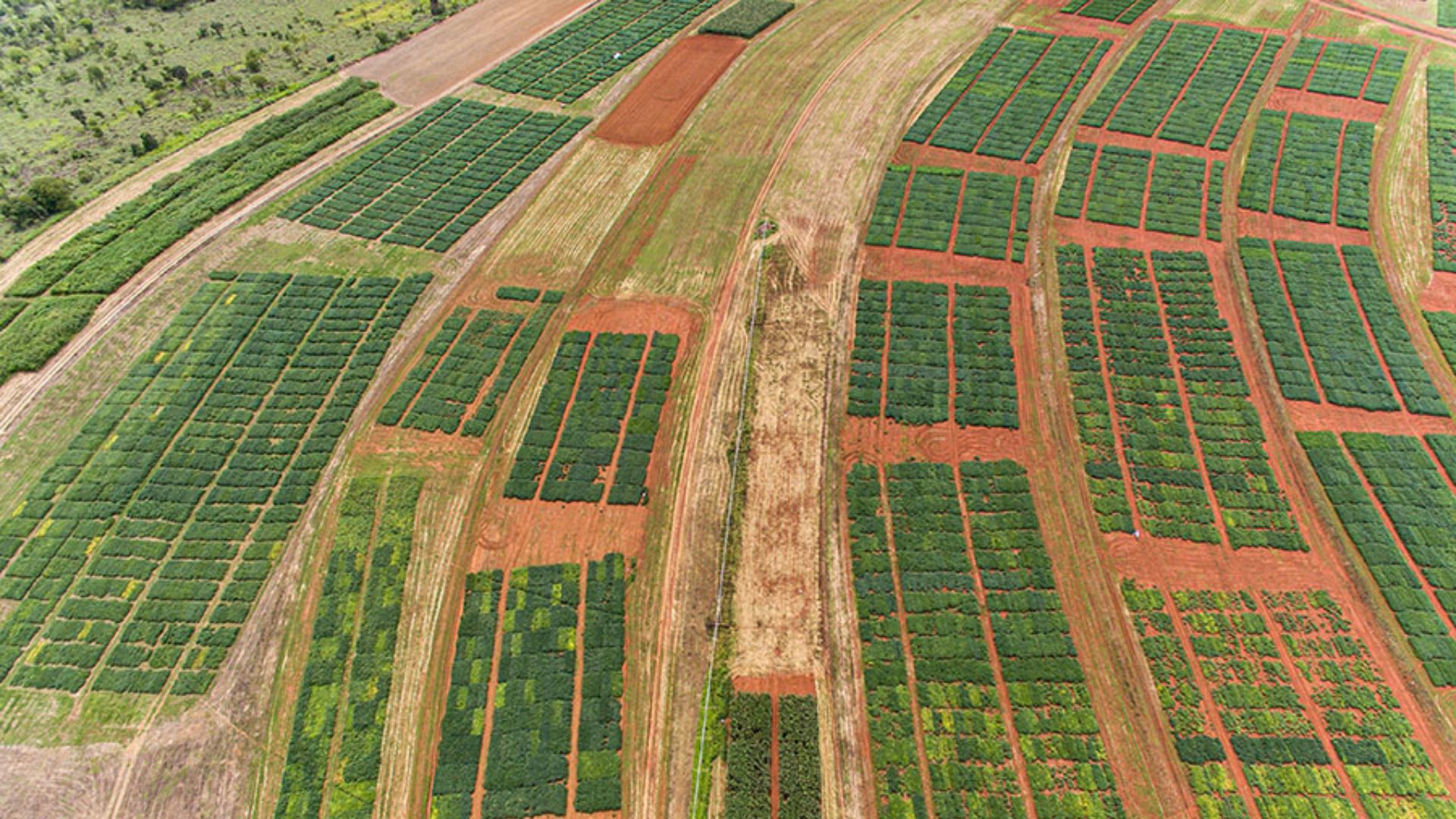 El Niño reduz chuvas no Distrito Federal e impacta produtividade da soja