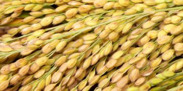 Fortes chuvas no RS interrompem cultivo de arroz e reduzem liquidez