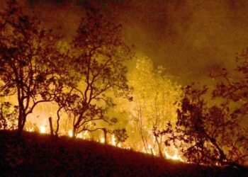 Incêndio criminoso em floresta poderá ser considerado ato de terrorismo