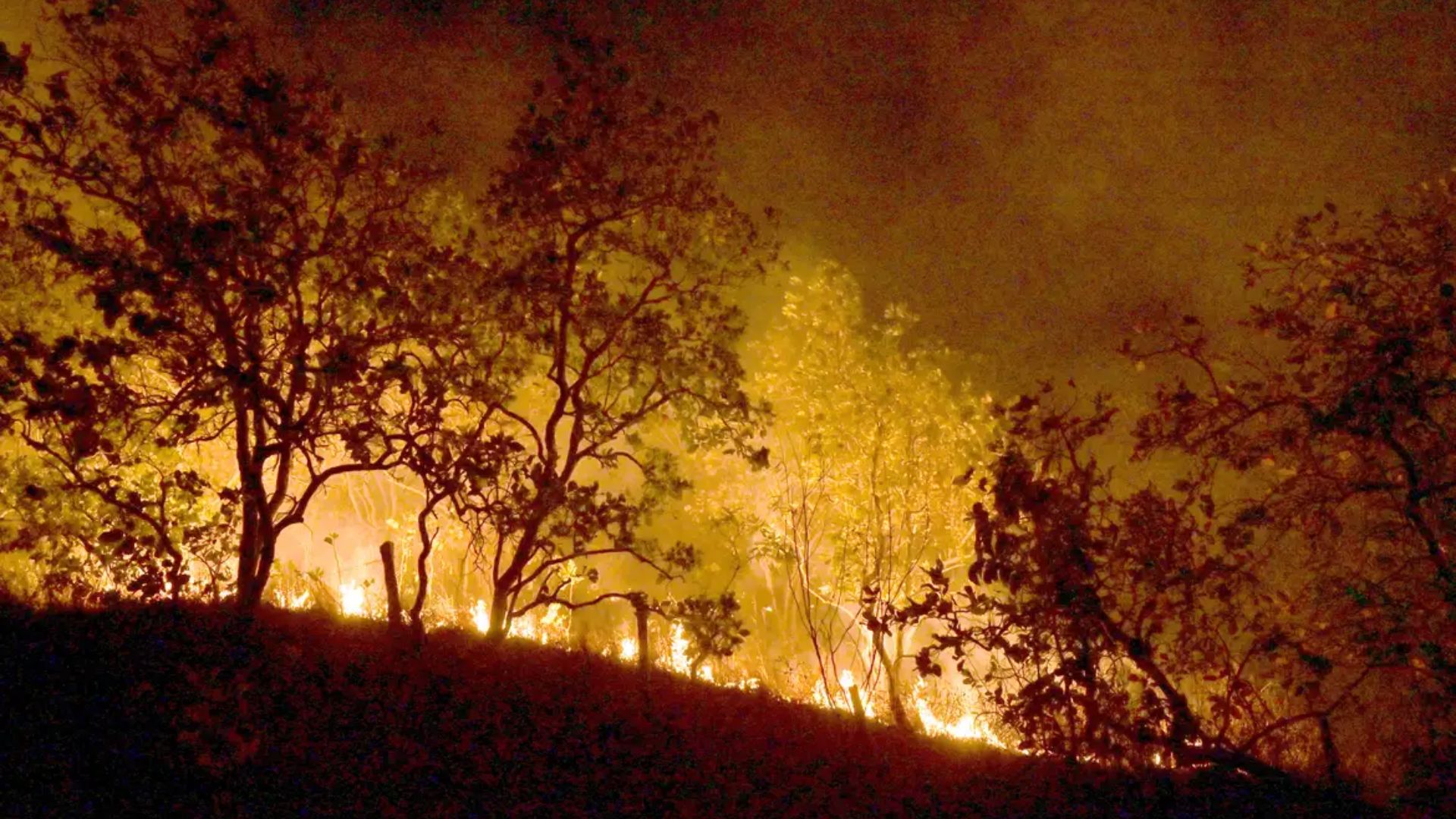 Incêndio criminoso em floresta poderá ser considerado ato de terrorismo