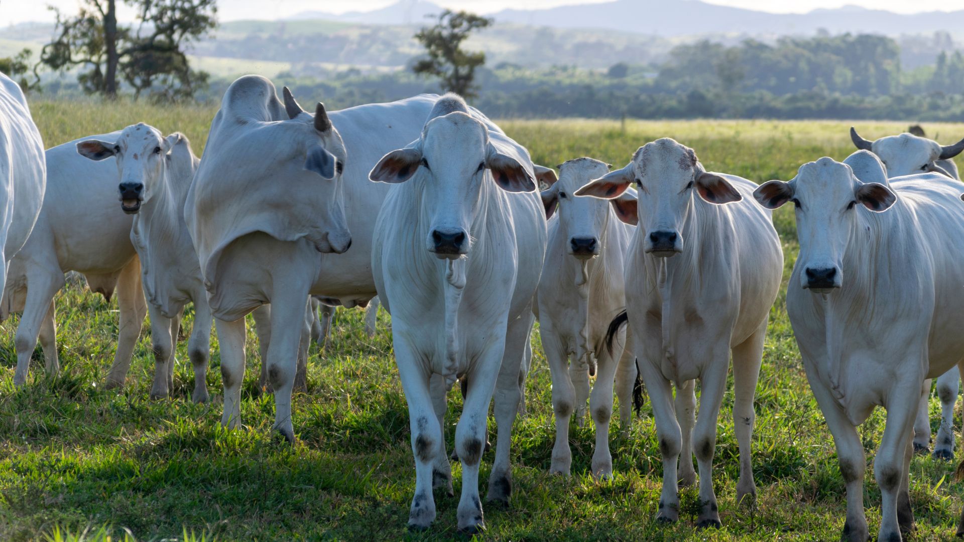 Preço do boi gordo registra alta de mais de 14% em setembro