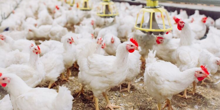 Preços do frango vivo sobem pelo quarto mês consecutivo