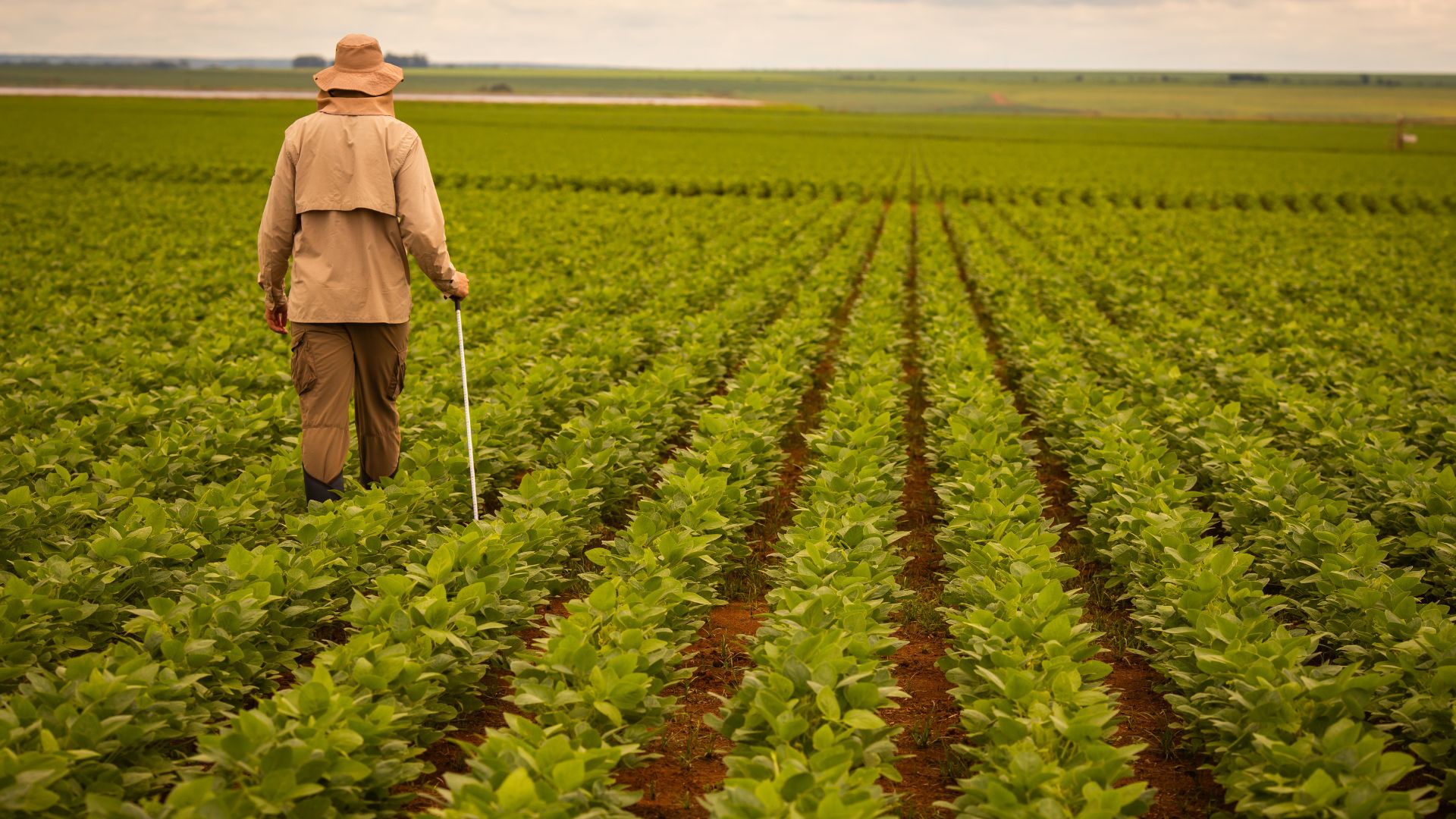 Agronegócio empregou mais de 28 milhões de pessoas no 2º trimestre de 2024