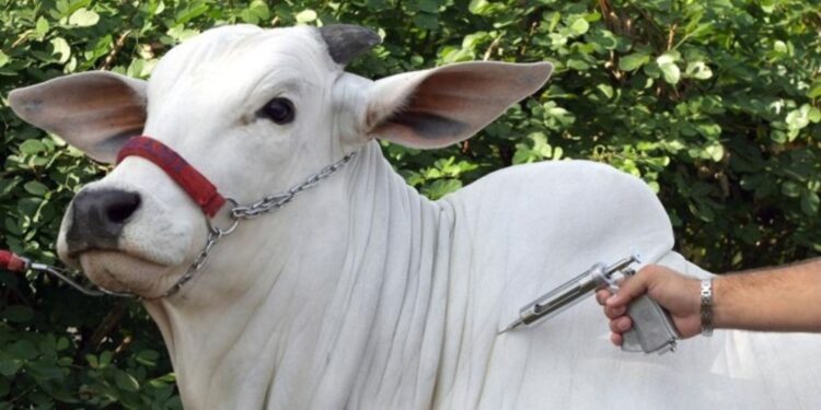 Atestado de vacinação contra brucelose será lançado de forma on-line em Goiás