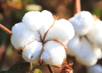 Brasil investe em algodão com identidade latino-americana