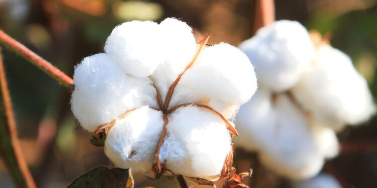 Brasil investe em algodão com identidade latino-americana