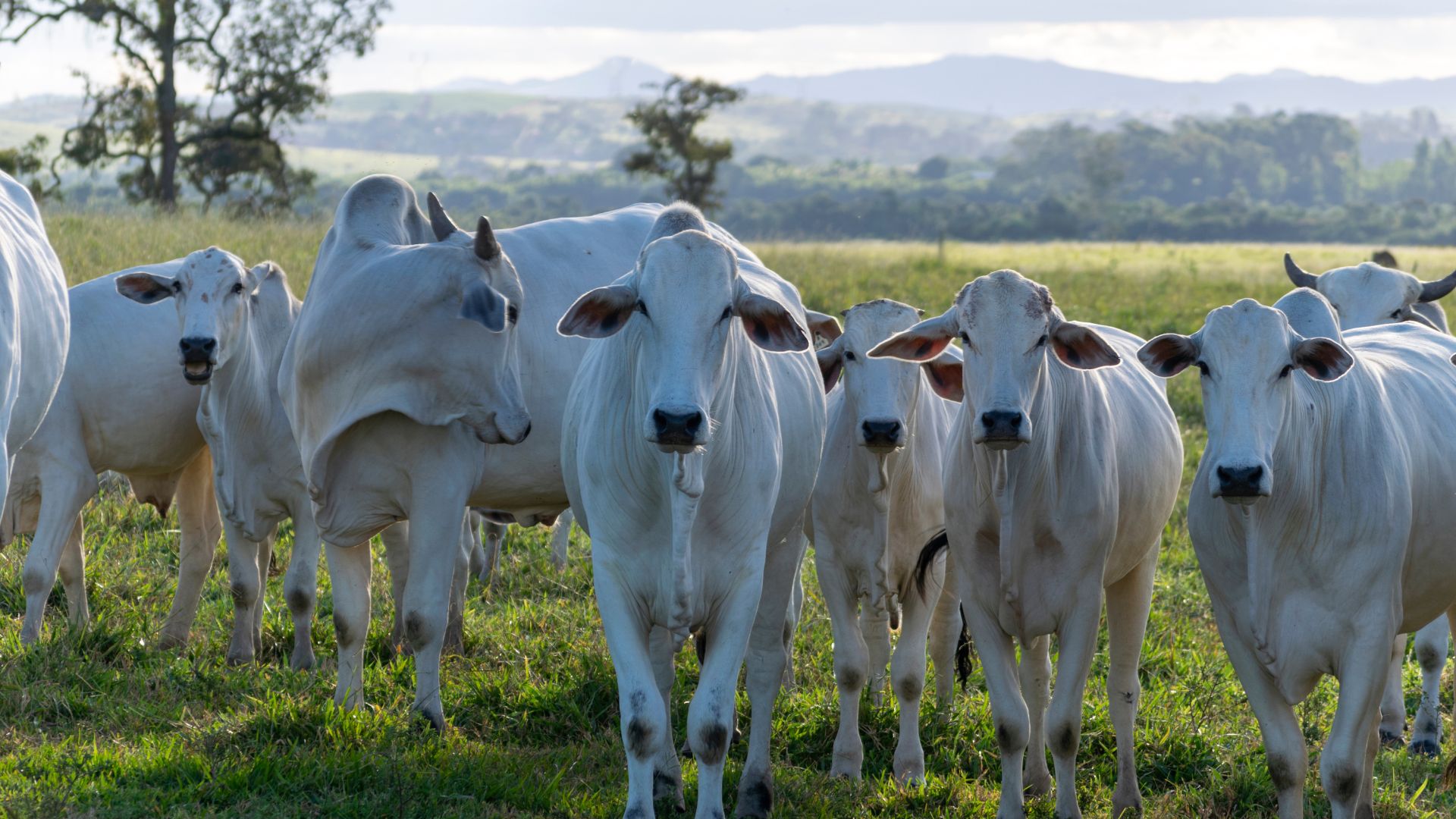 MT atinge novo recorde de exportação de carne bovina em setembro