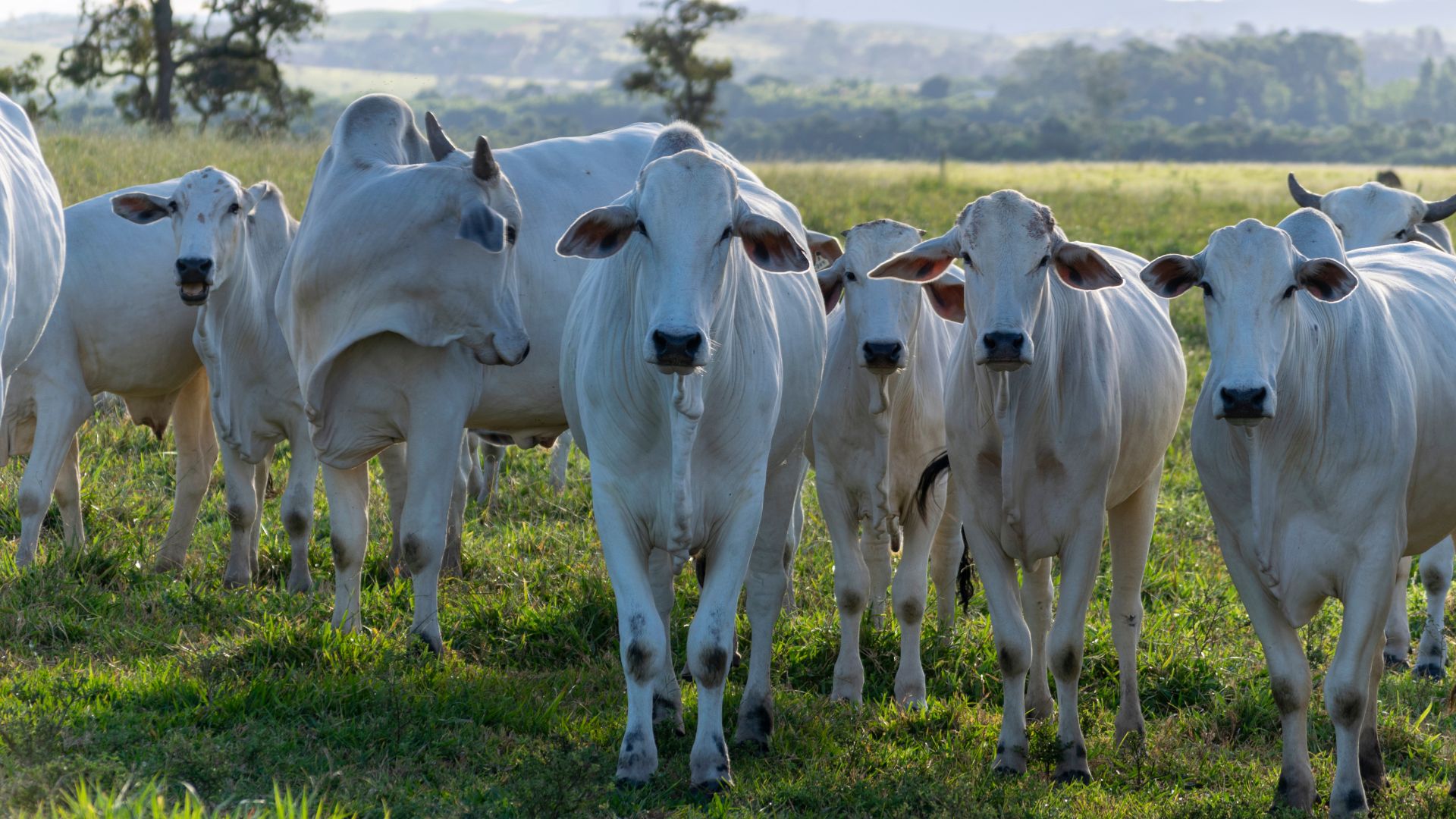 Preço da arroba bovina atinge maior patamar dos últimos 16 meses