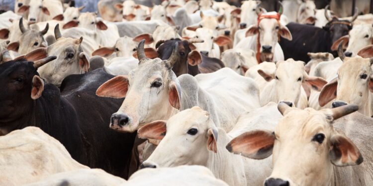 Rebanho bovino do Brasil pode atingir 234,67 milhões de animais em 2025