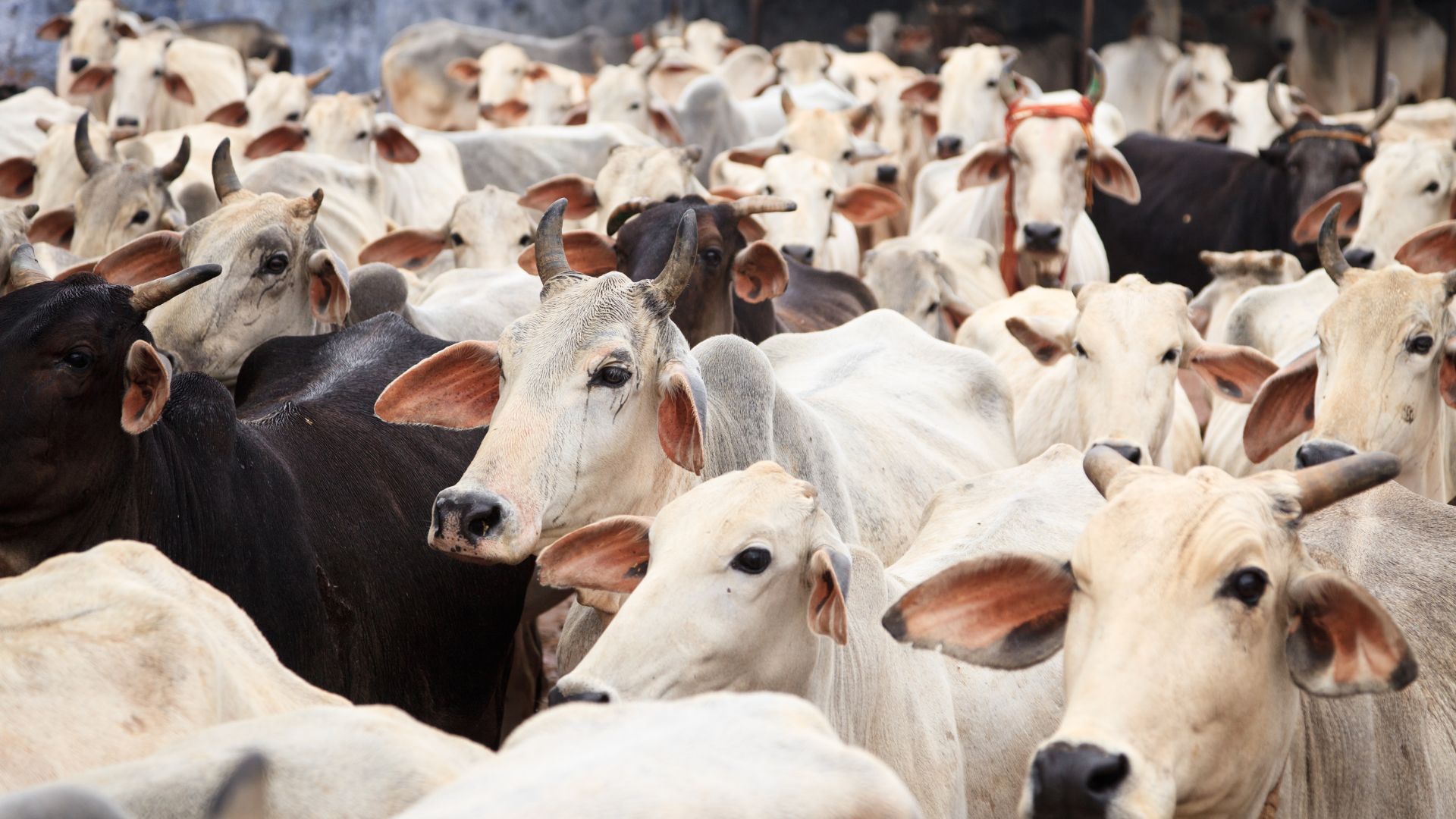 Rebanho bovino do Brasil pode atingir 234,67 milhões de animais em 2025