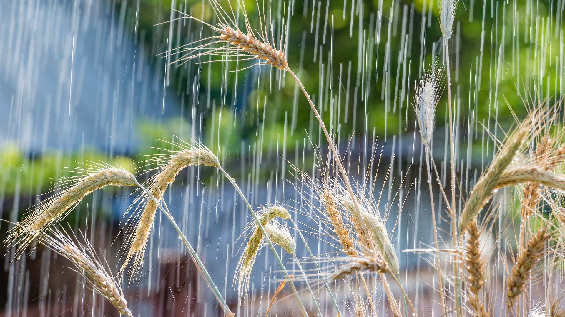 Excesso de chuva pode prejudicar lavouras de trigo no Paraná