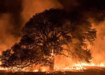 Focos de queimadas atingem número recorde em áreas de matas em 2024