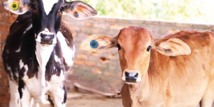 Brucelose: marcação a fogo deixa de ser obrigatória em SP