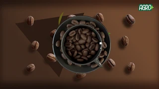 Brasil se torna principal exportador de Óleo de Amendoim