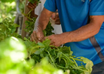 Conab promove oficinas de formação em compras públicas para a agricultura familiar