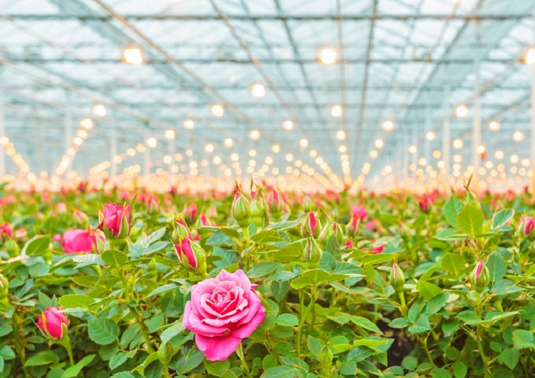 Brasil anuncia abertura do mercado saudita para exportação de flores e feno