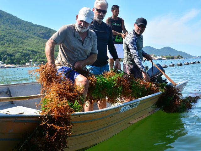 Microalgas produzidas em Santa Catarina podem capturar carbono da atmosfera