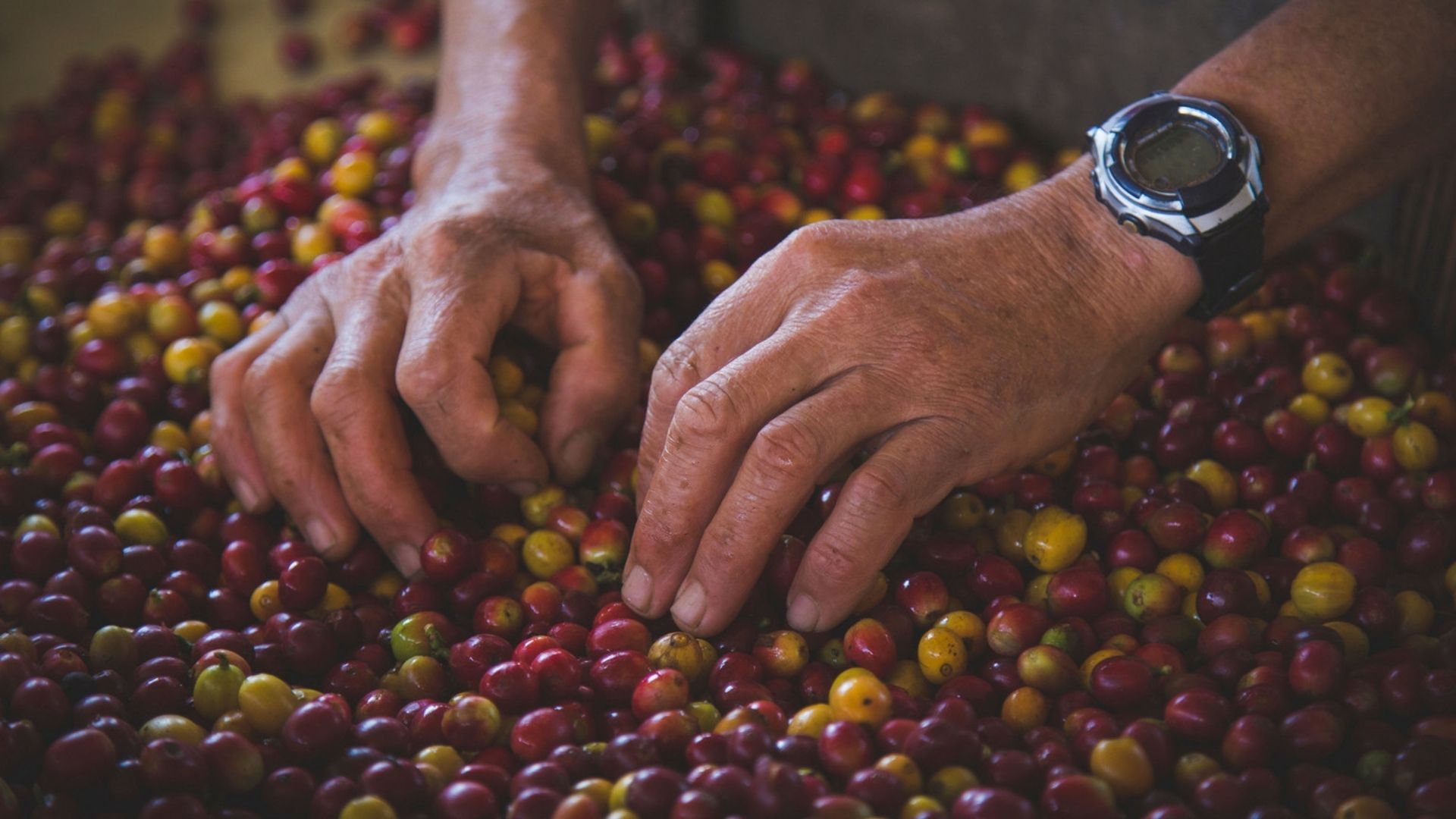 Cafés produzidos na Chapada Diamantina recebem Indicação Geográfica