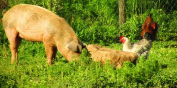 Encontro do Agronegócio no Vale do Jequitinhonha discute desenvolvimento sustentável e empreendedorismo