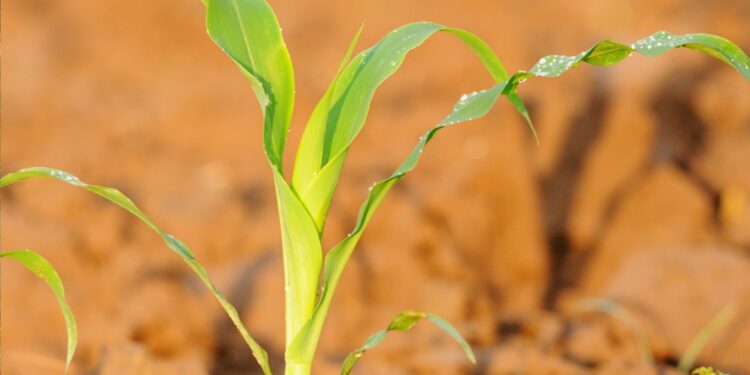 Equipe técnica da Conab oferece capacitação sobre conhecimento agrícola e sustentabilidade na Angola