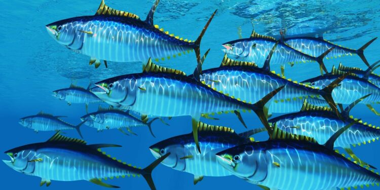 MPA divulga dados sobre a captura de atuns na costa brasileira