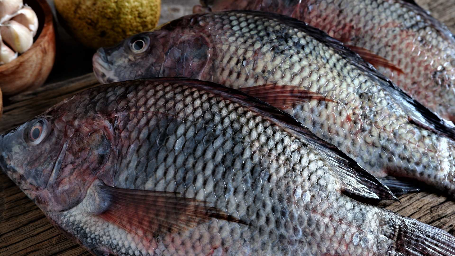 Preços da tilápia continuaram em queda em setembro