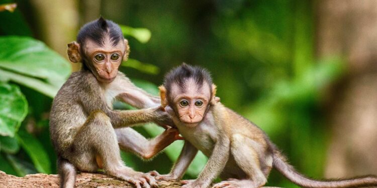 WWF considera diminuição das populações de vida selvagem ‘catastróficas’