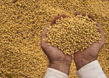 Expectativas para a próxima safra da soja preocupa produtores