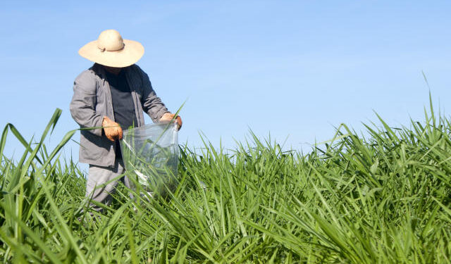 Conab participa de oficina de incentivo à agricultura familiar