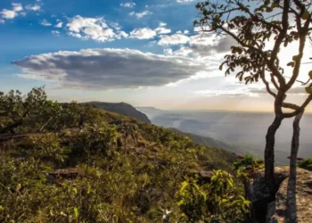 Projeto prevê estímulo ao plantio de árvores e à manutenção do Cerrado em pé