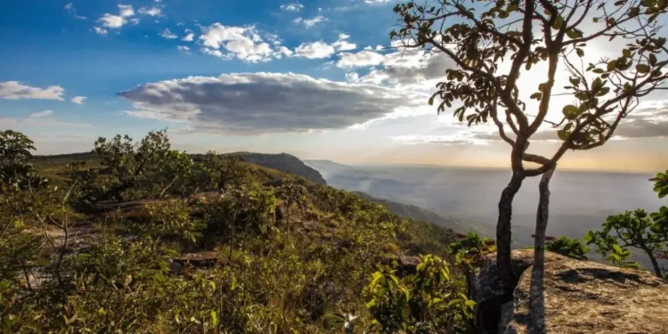Projeto prevê estímulo ao plantio de árvores e à manutenção do Cerrado em pé