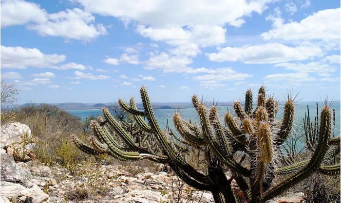 BNDES aprova financiamento para restauração ecológica na Caatinga