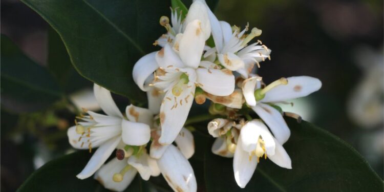 Fundecitrus alerta produtores quanto à podridão floral dos pomares