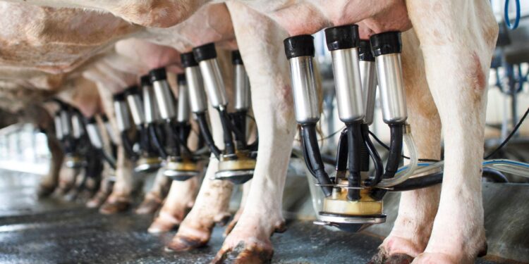 Preço do leite se mantém pressionado por impactos climáticos no RS